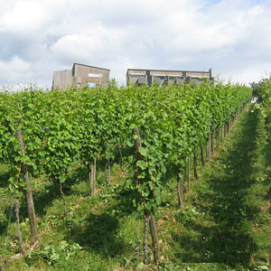 BHH_Weinberg_ohne